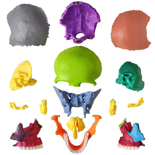 Mini Human Skull Model