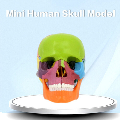 Mini Human Skull Model