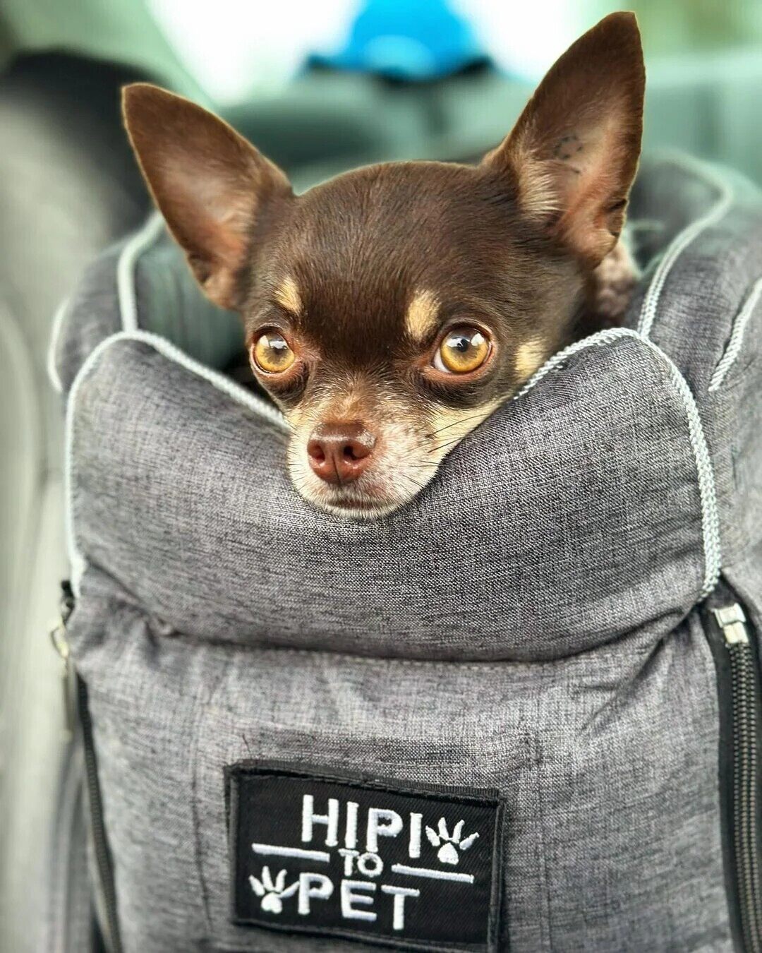 Portable Console Car Seat for Dogs
