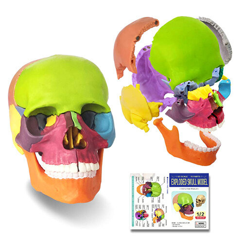 Mini Human Skull Model