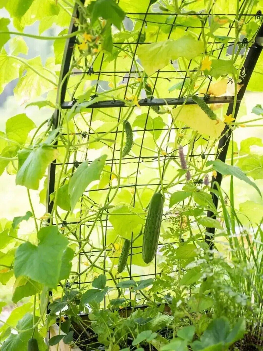 🌷Spring Clearance Sale ⚡ Limited Stock-Only $ 19.99 EACH🔥8' X 2' x 4' Self-Watering Eco-Stained Elevated Planter Box+ Arch Trellis