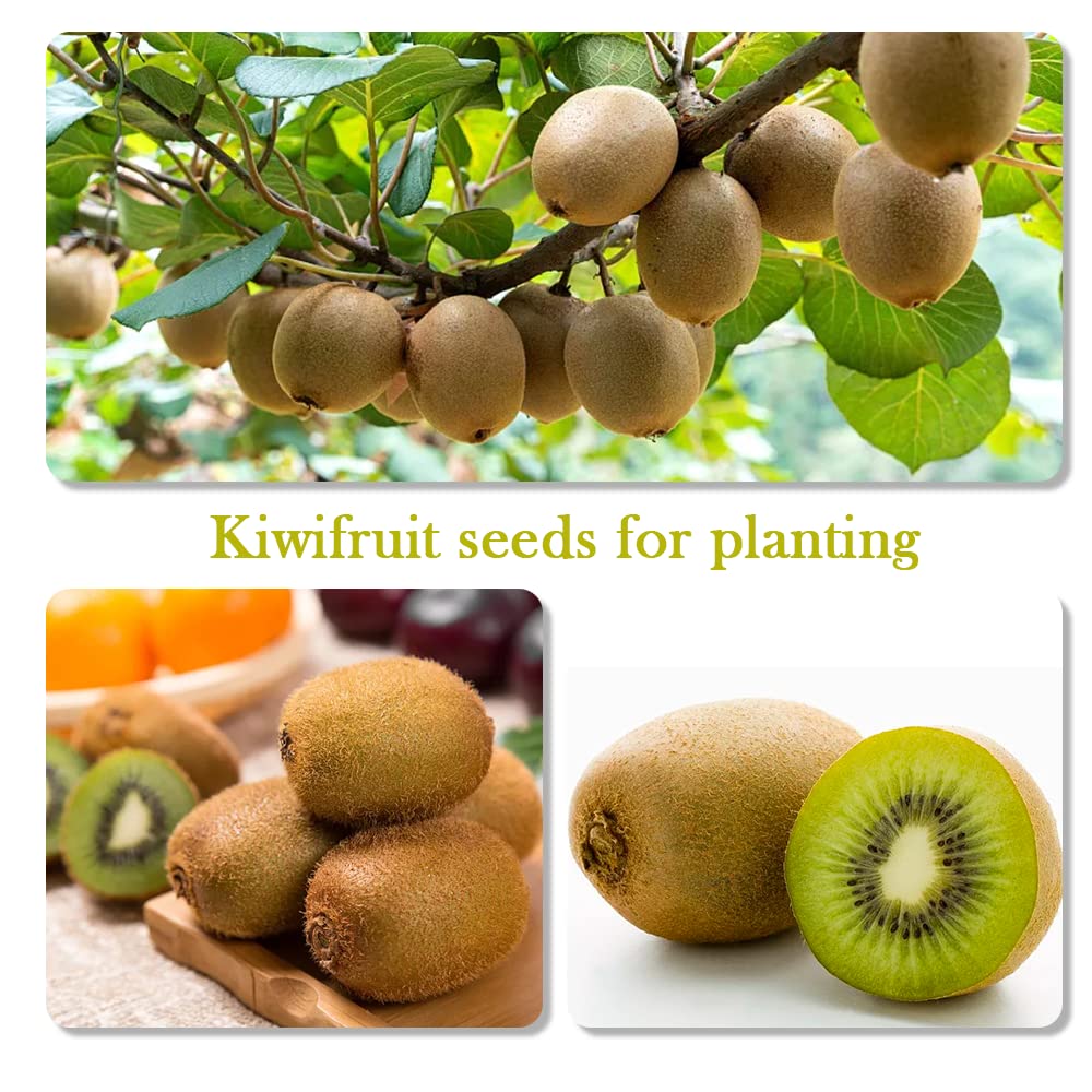 🥝Sweet Potted Kiwi Seeds