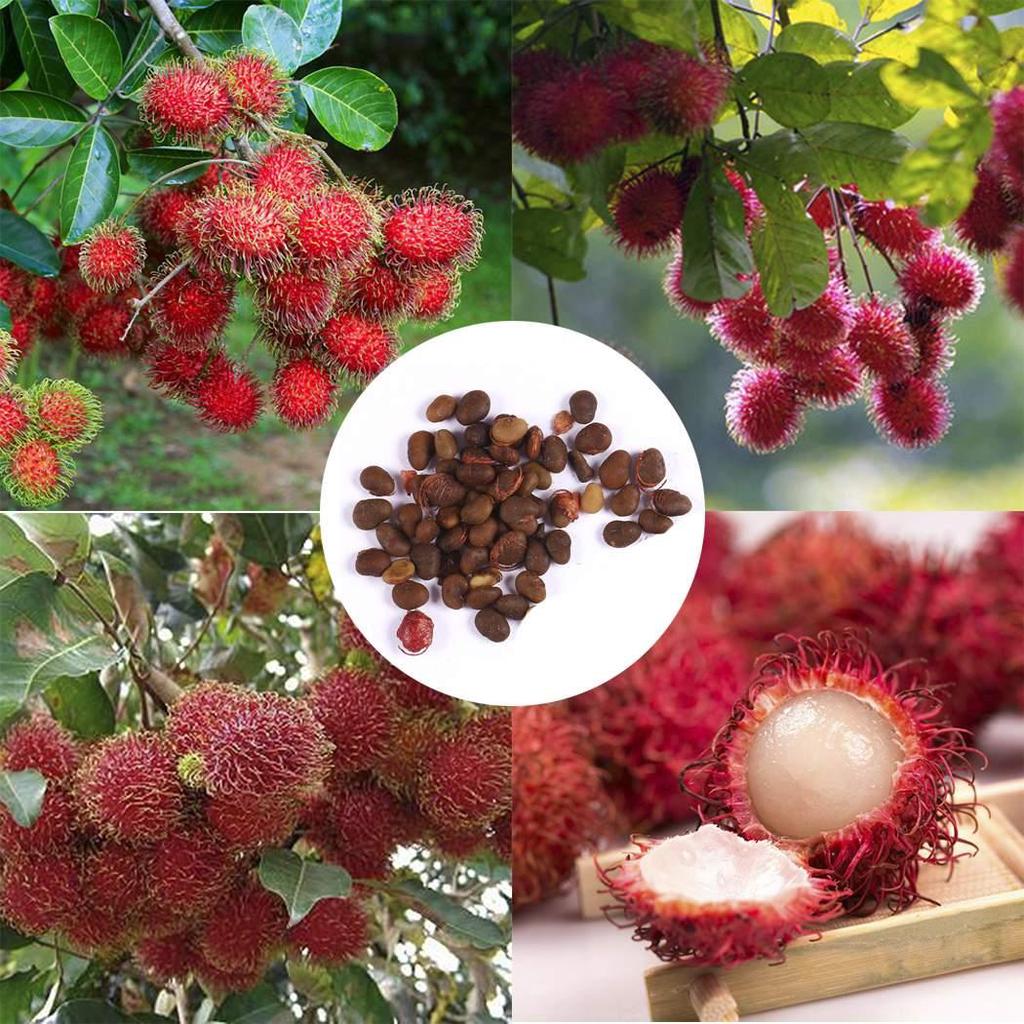 Rambutan Seeds💖Exotic Fruit