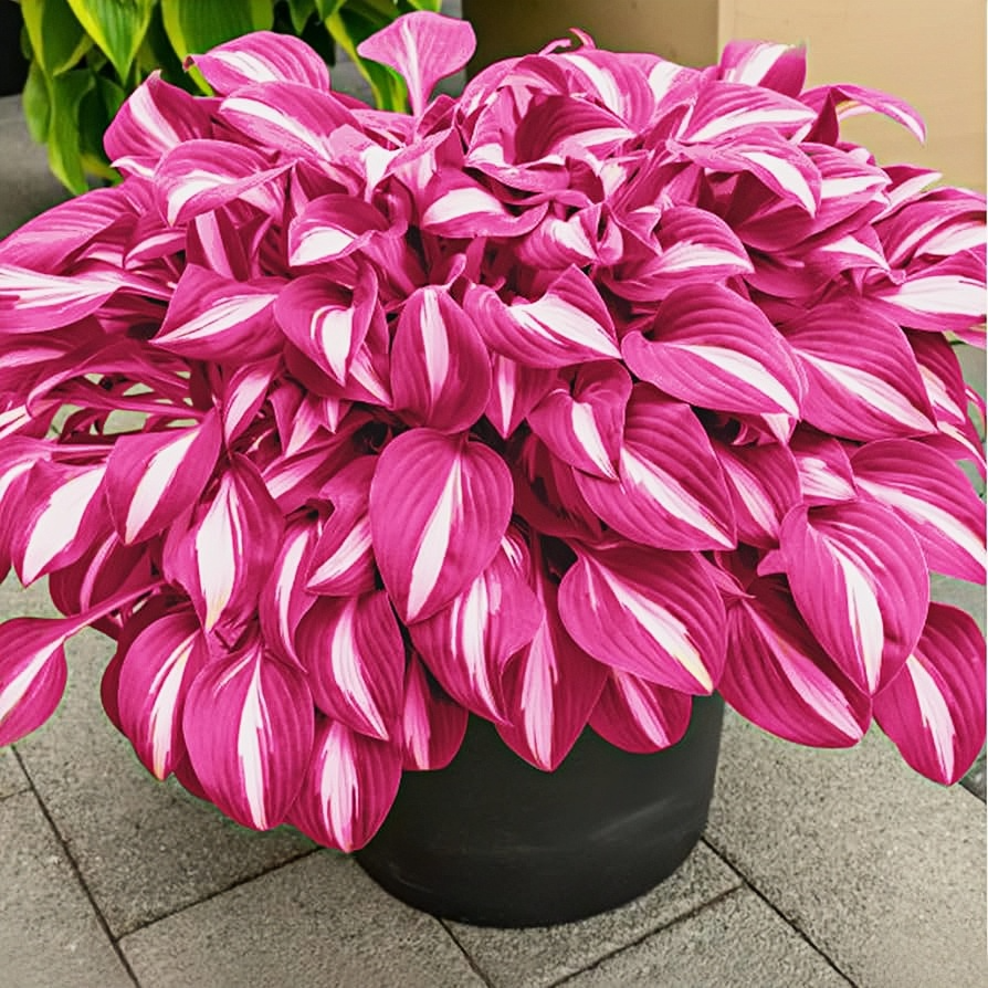 🎁2025 Special Offer🍃Rare Hosta Seeds🌿Ivory