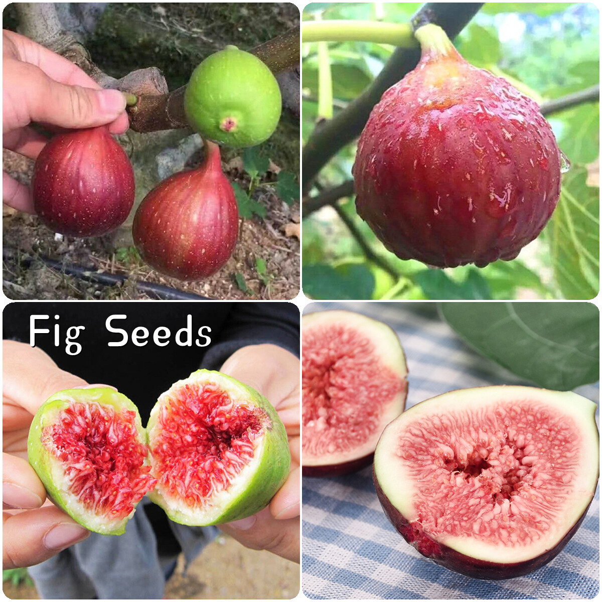 Fig Tree Seeds