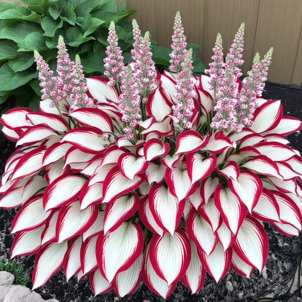 🎁2025 Special Offer🍃Rare Hosta Seeds🌿Ivory