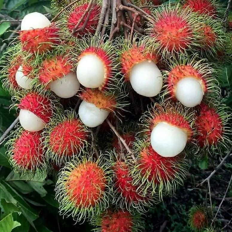 Rambutan Seeds💖Exotic Fruit