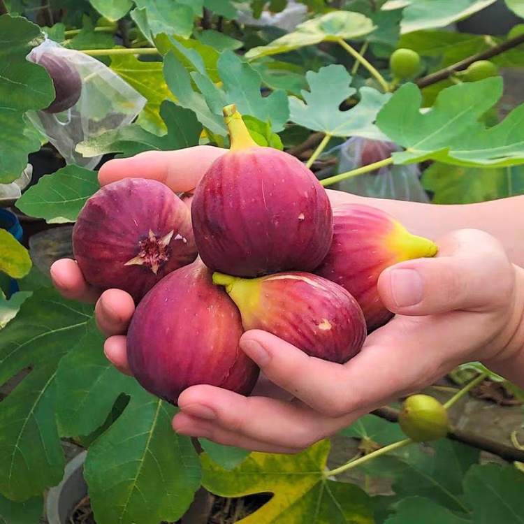 Fig Tree Seeds