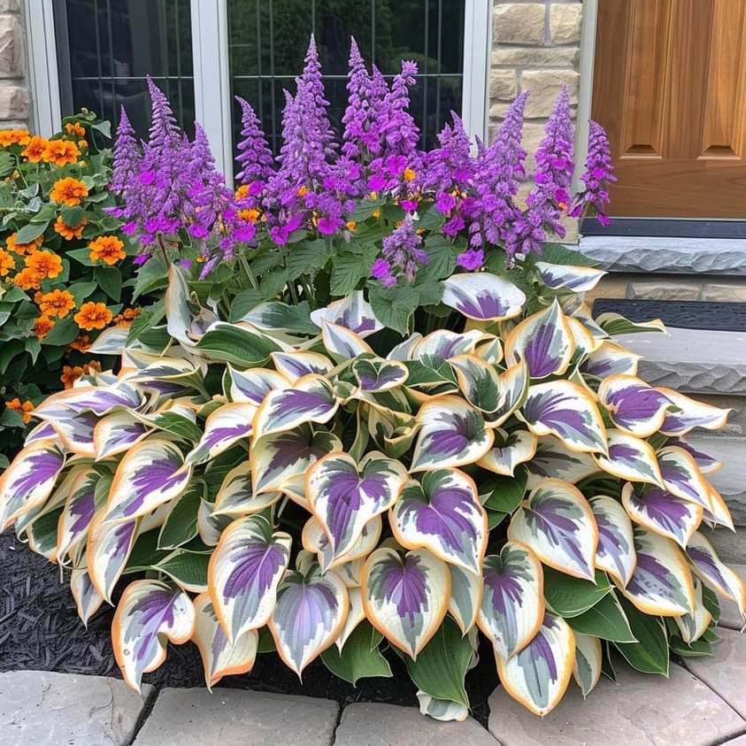 🎁2025 Special Offer🍃Rare Hosta Seeds🌿Ivory