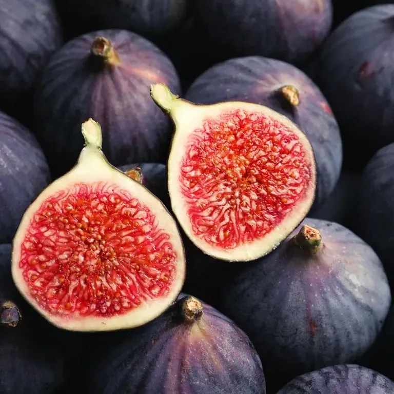 Fig Tree Seeds