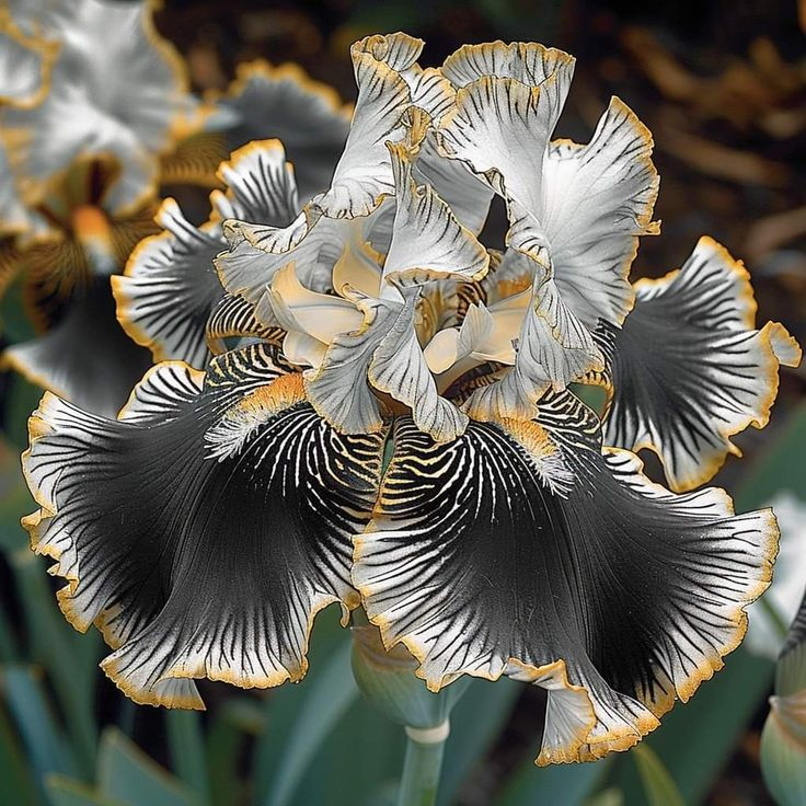 Midnight Ember-Rare Iris Bulbs⚜️