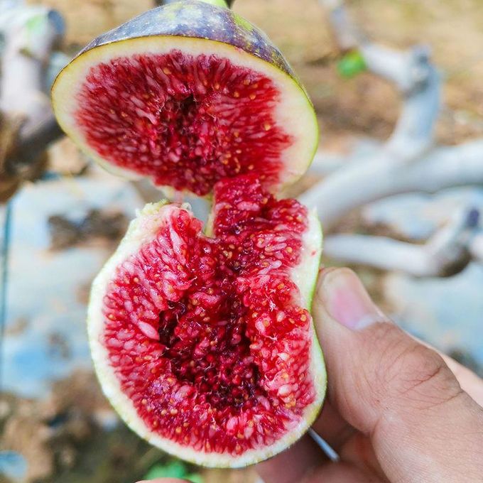 Fig Tree Seeds