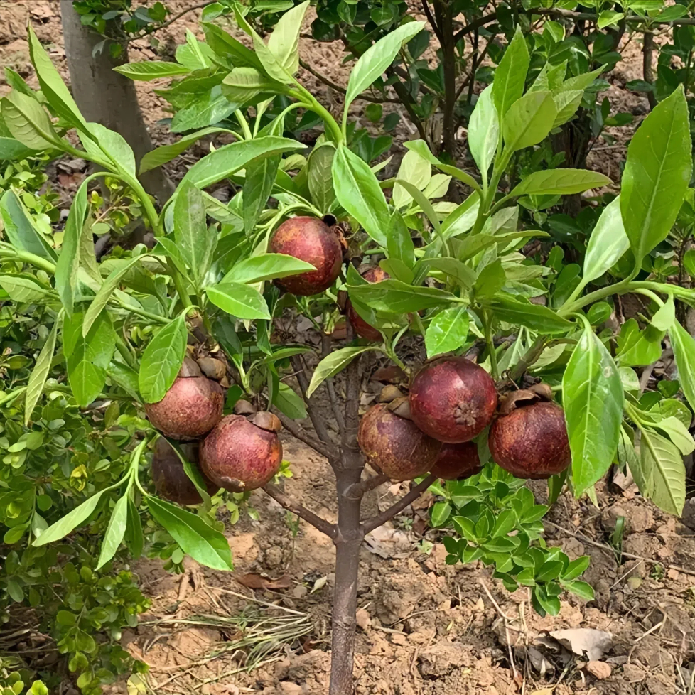 🔥Thailand Potted Mangosteen Seeds