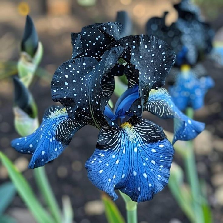 Sapphire Veil-Rare Iris Bulbs⚜️
