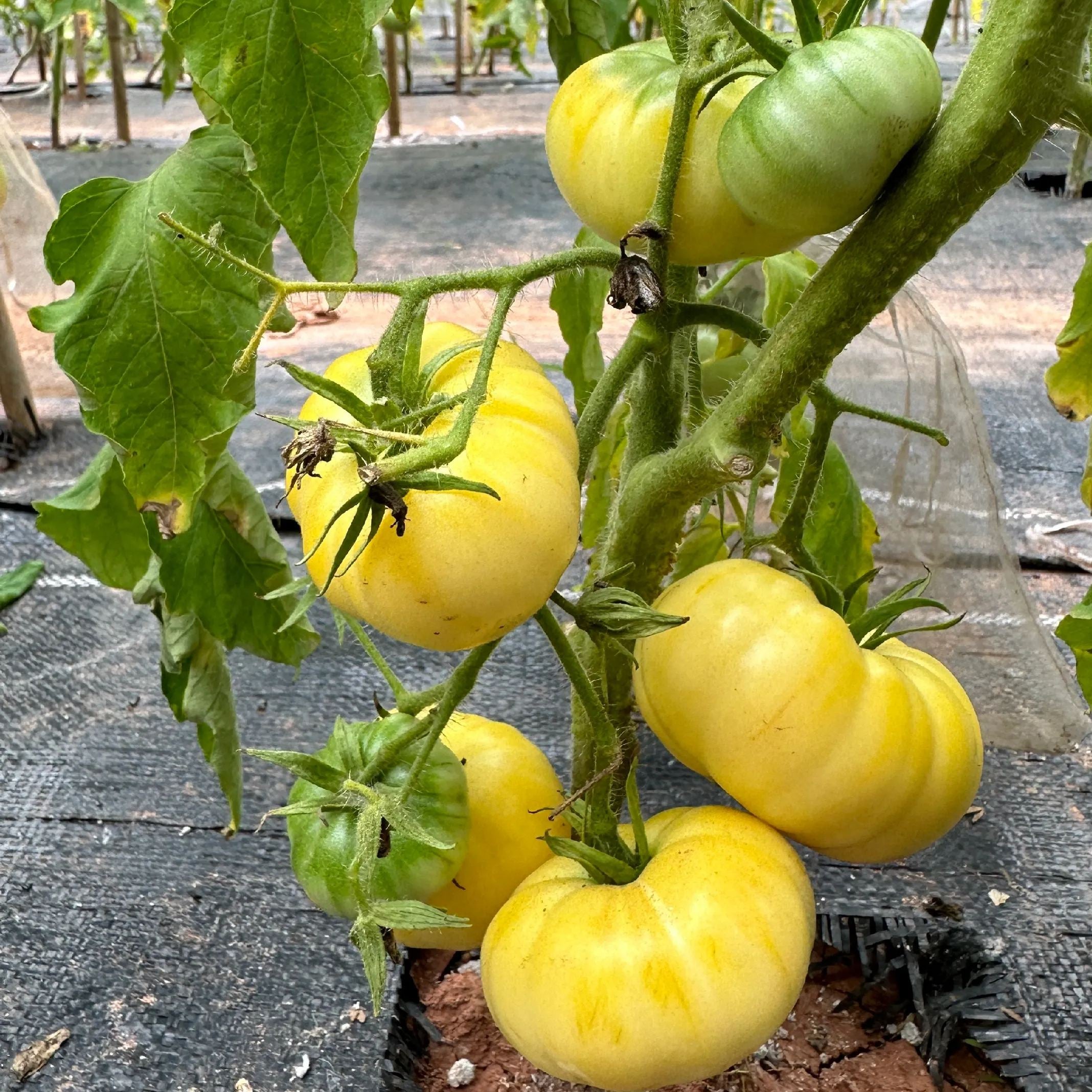 💥🍅Heirloom Tomato-Four-Color Horseshoes Mixed Seeds