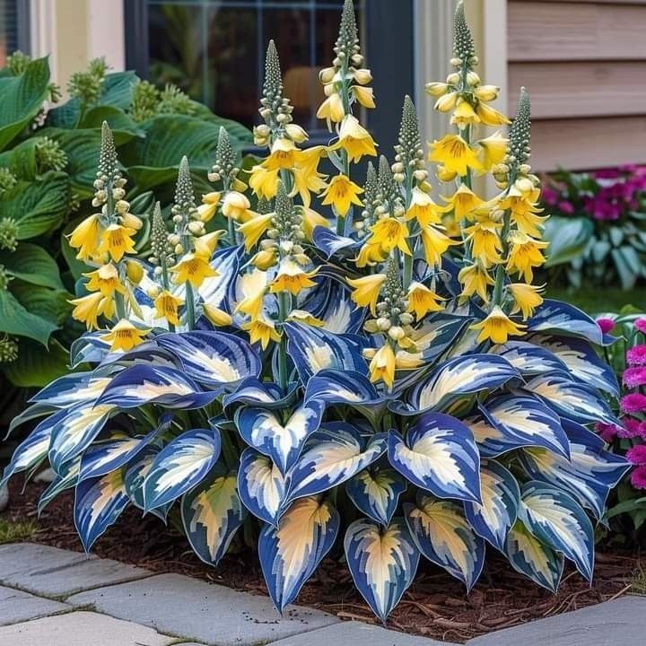 🎁2025 Special Offer🍃Rare Hosta Seeds🌿Ivory