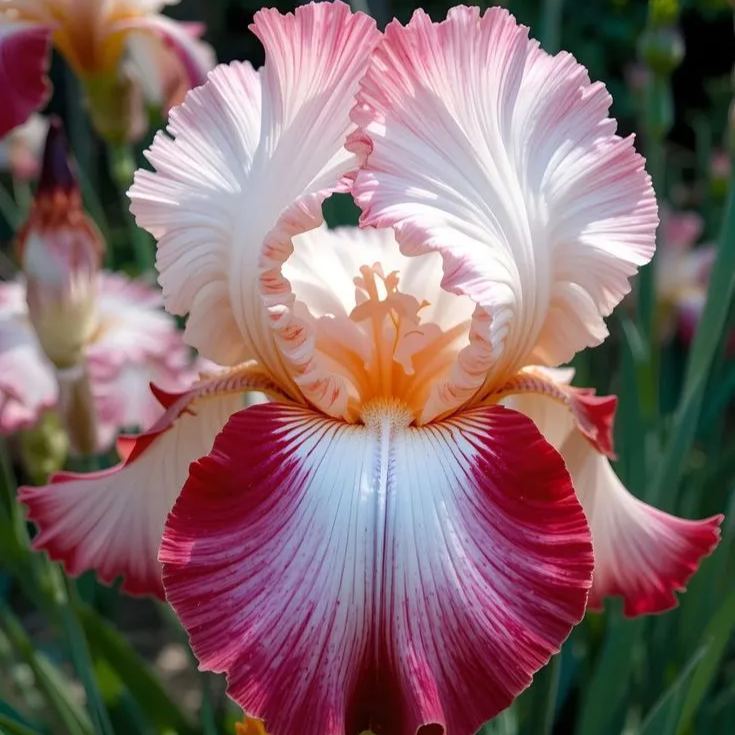 Golden Panther-Rare Iris Bulbs⚜️