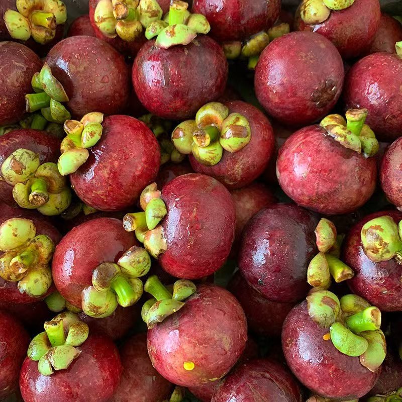 🔥Thailand Potted Mangosteen Seeds