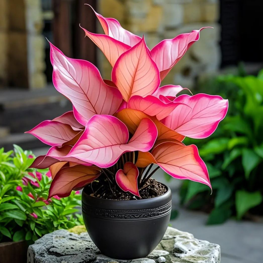 Twilight-Potted Alocasia Bulbs 🍃