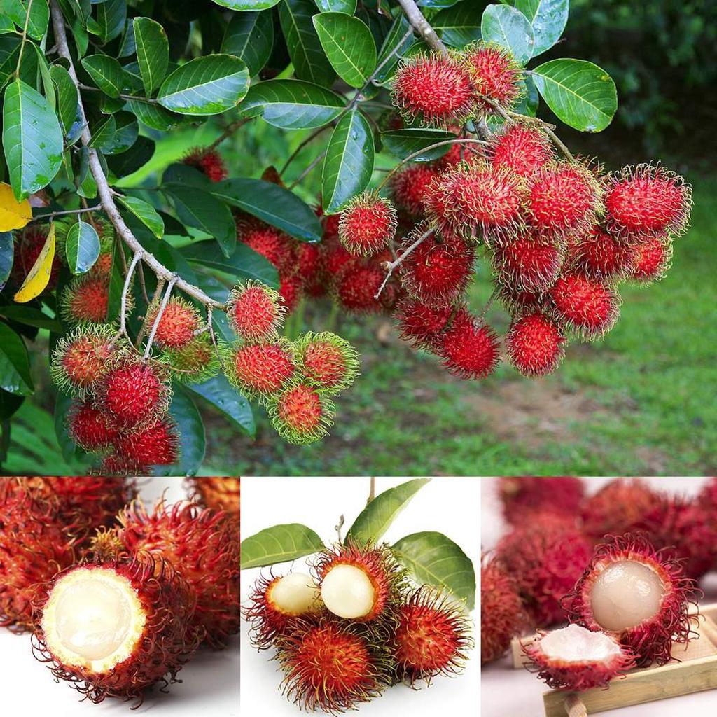 Rambutan Seeds💖Exotic Fruit