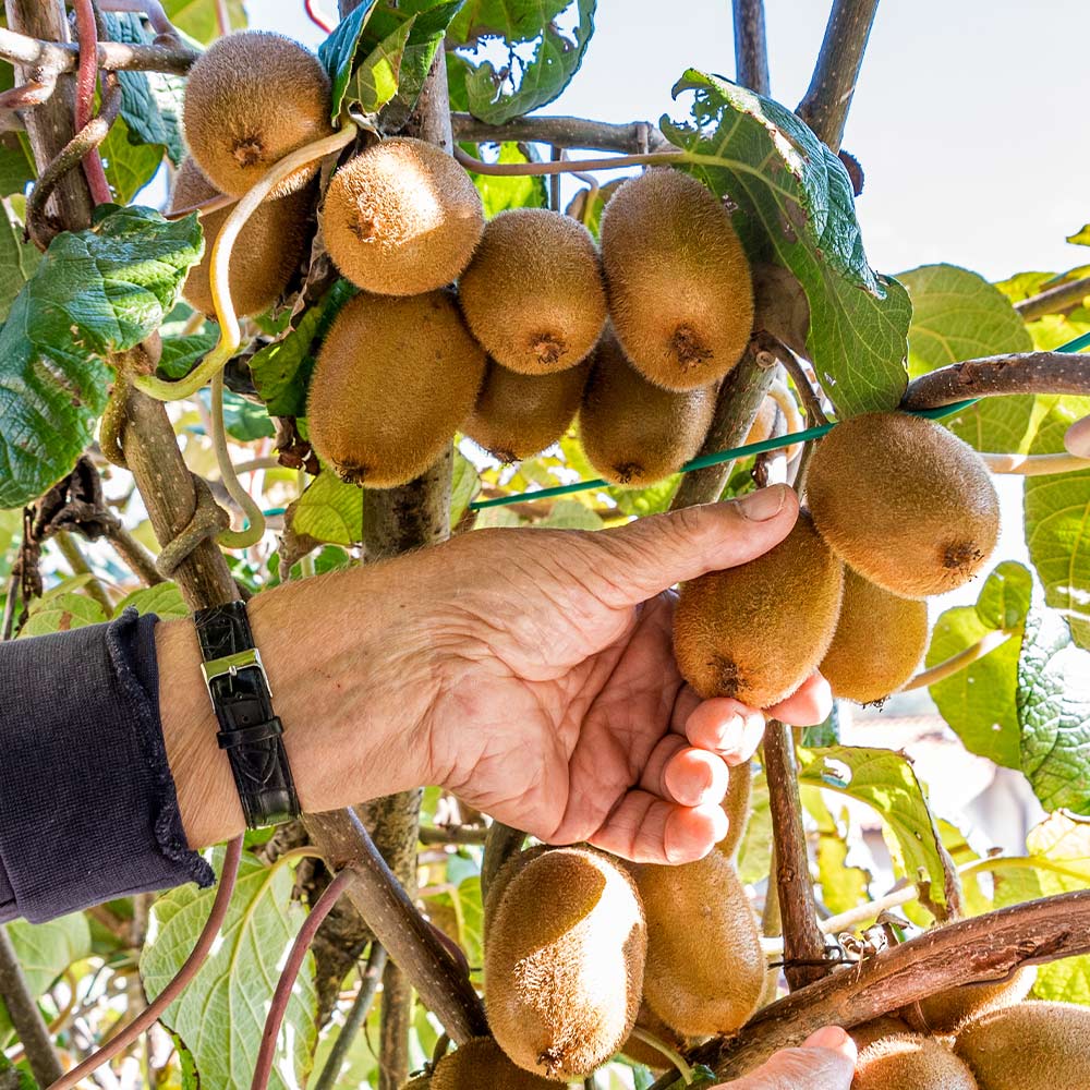 🥝Sweet Potted Kiwi Seeds