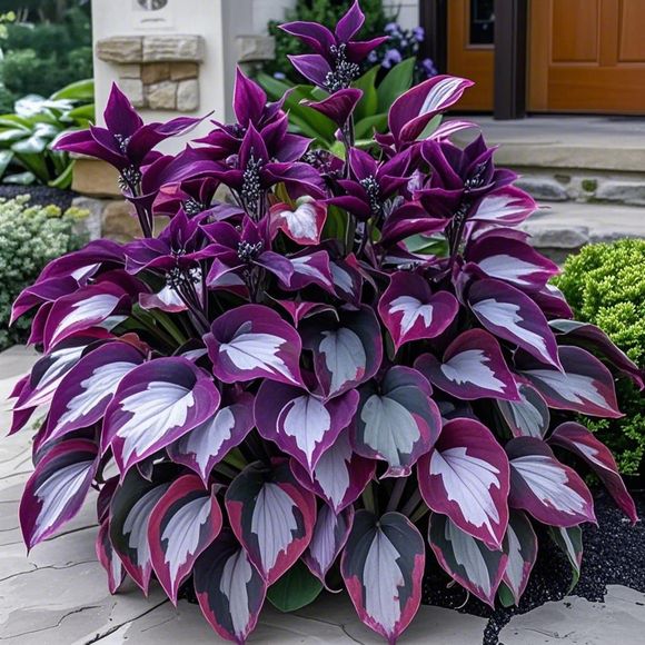 🎁2025 Special Offer🍃Rare Hosta Seeds🌿Ivory