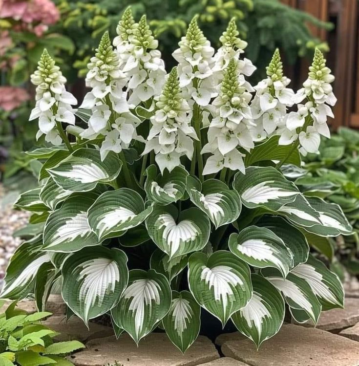 🎁2025 Special Offer🍃Rare Hosta Seeds🌿Ivory
