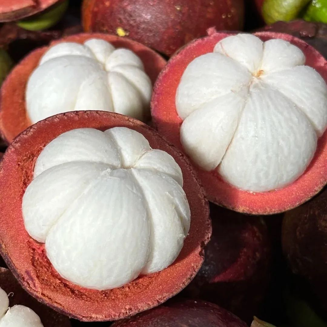 🔥Thailand Potted Mangosteen Seeds