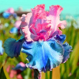 Fiery Phoenix-Rare Iris Bulbs⚜️