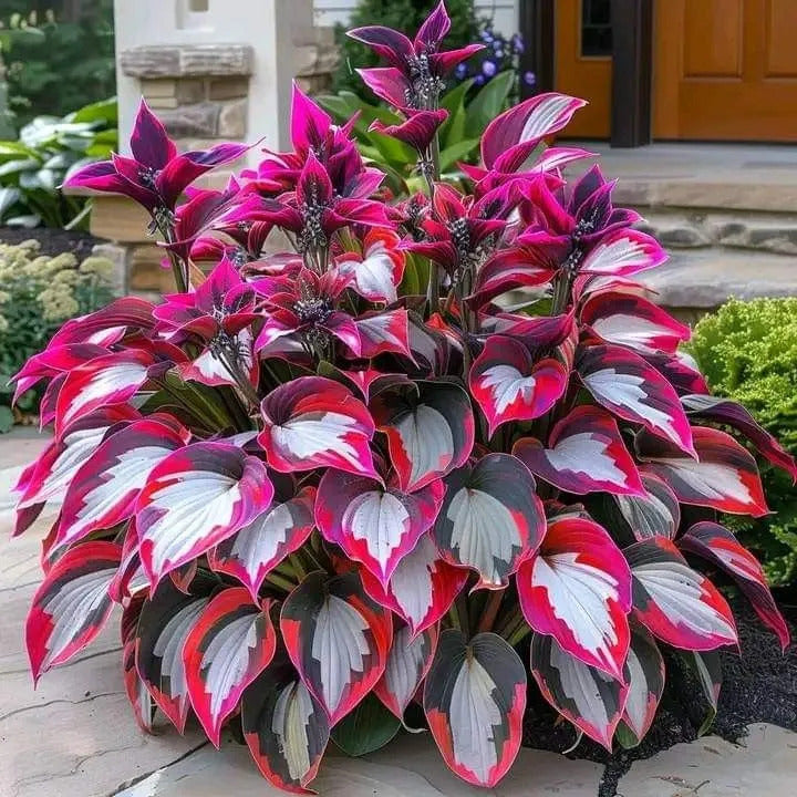 🎁2025 Special Offer🍃Rare Hosta Seeds🌿Ivory