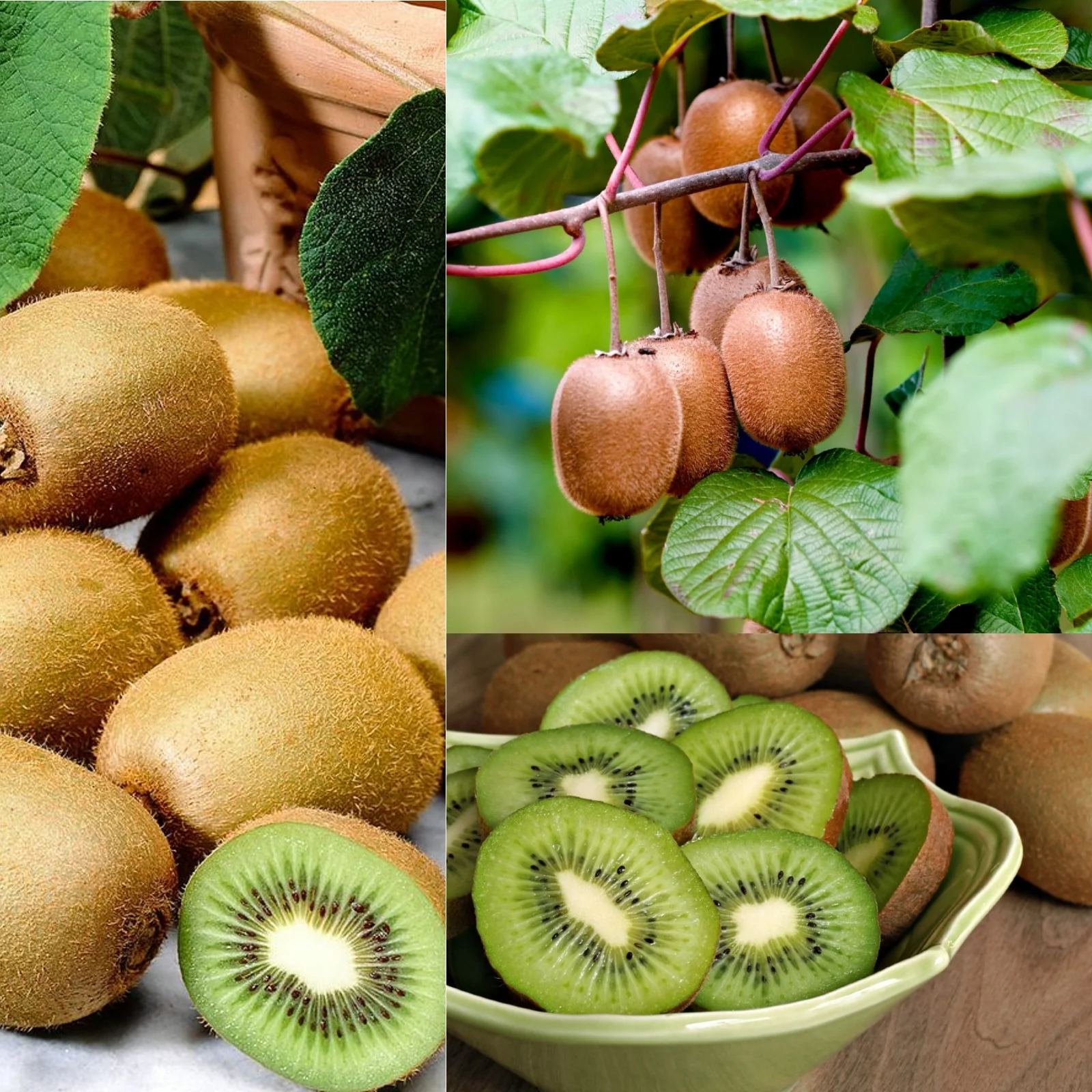 🥝Sweet Potted Kiwi Seeds