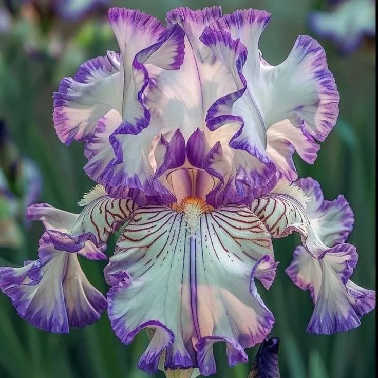 Midnight Ember-Rare Iris Bulbs⚜️