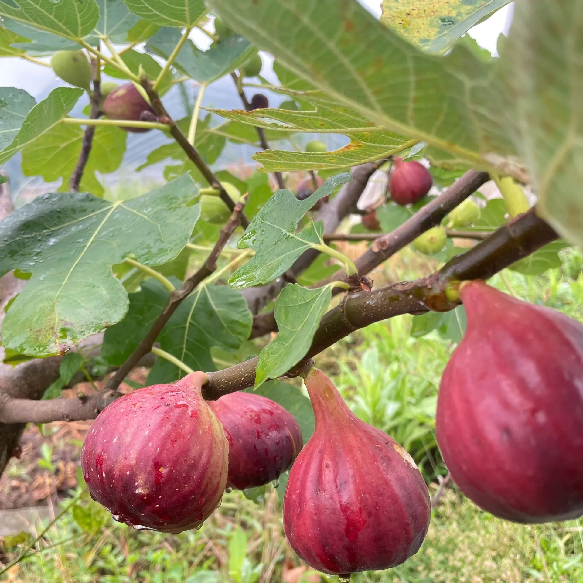 Fig Tree Seeds