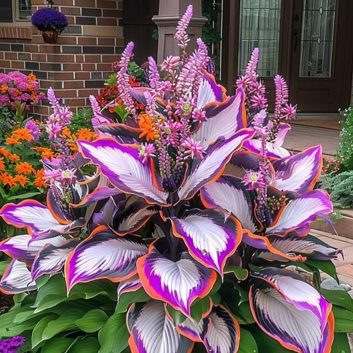 🎁2025 Special Offer🍃Rare Hosta Seeds🌿Ivory