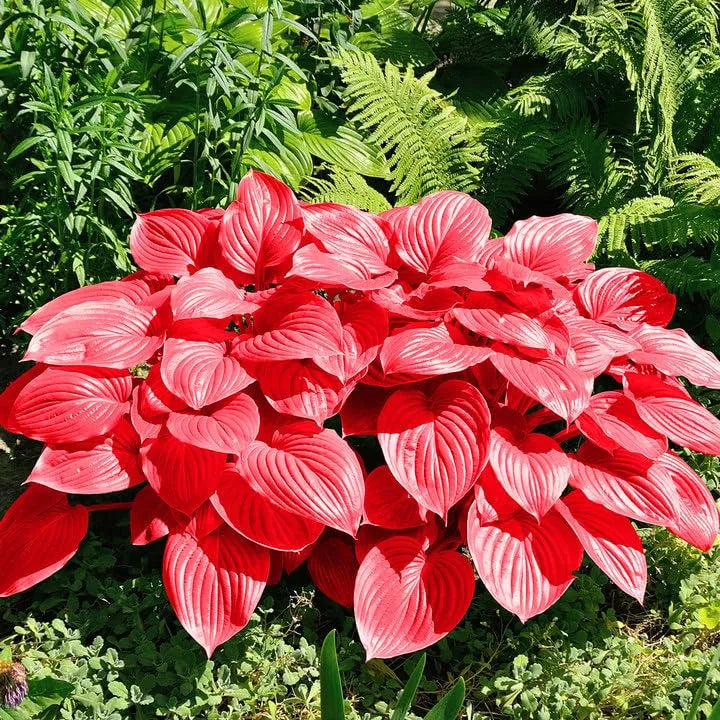 🎁2025 Special Offer🍃Rare Hosta Seeds🌿