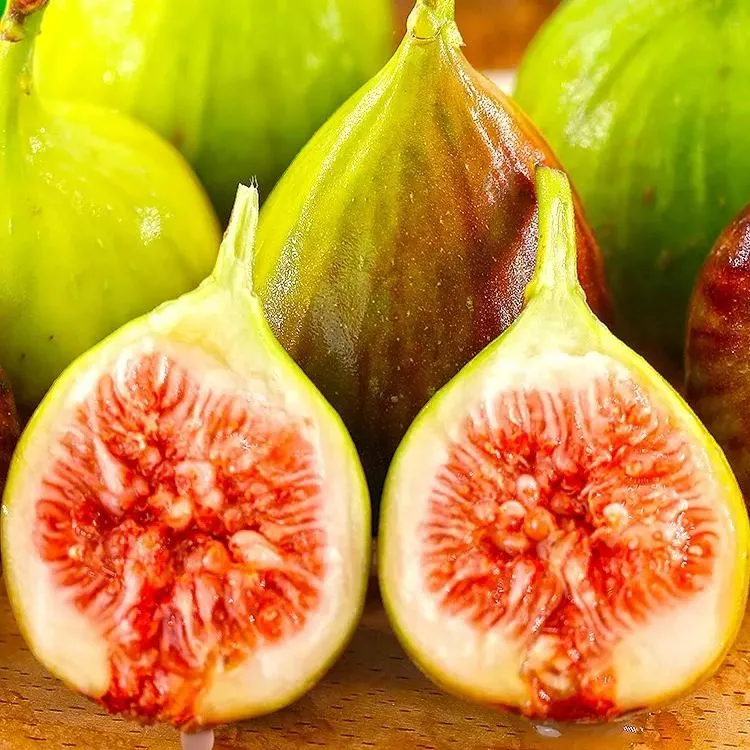 Fig Tree Seeds