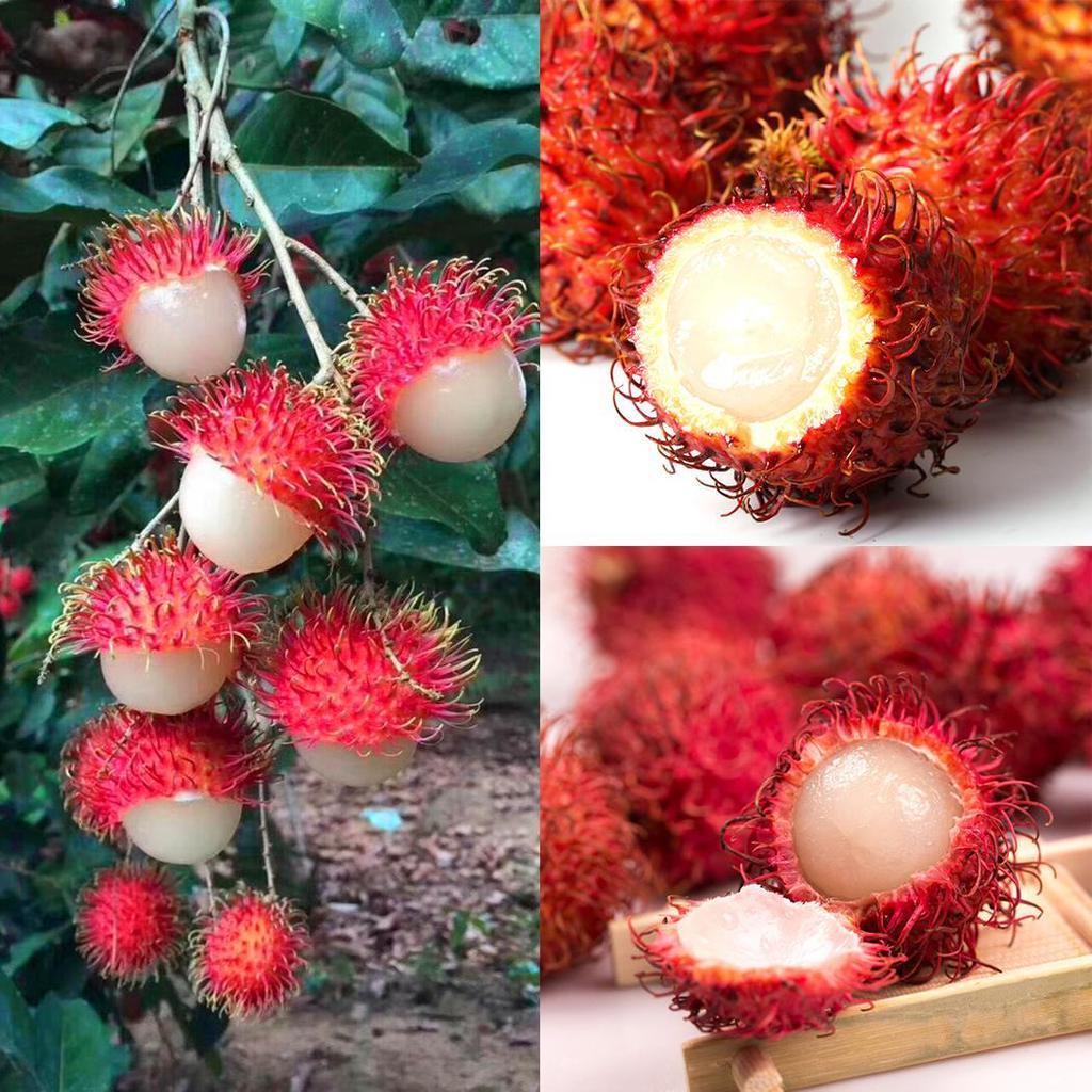 Rambutan Seeds💖Exotic Fruit