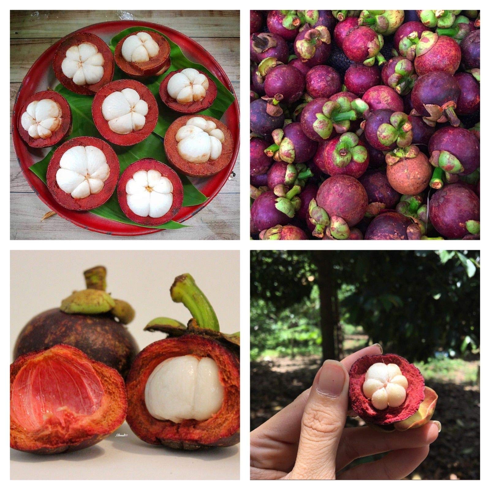 🔥Thailand Potted Mangosteen Seeds