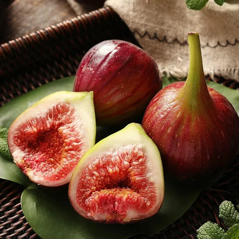 Fig Tree Seeds