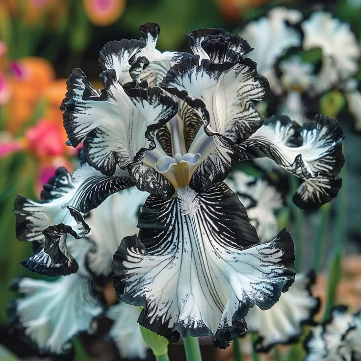 Sapphire Spark-Rare Iris Bulbs⚜️