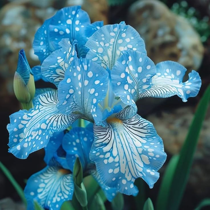 Midnight Ember-Rare Iris Bulbs⚜️
