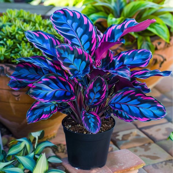 Golden Glow-Potted Alocasia Bulbs 🍃