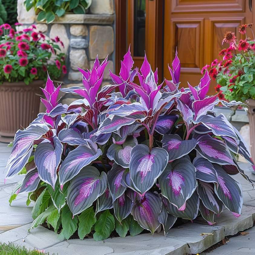 🎁2025 Special Offer🍃Rare Hosta Seeds🌿Ivory