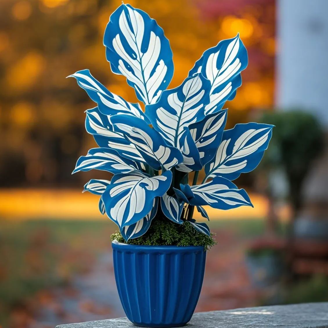 Silver Moon-Potted Alocasia Bulbs 🍃